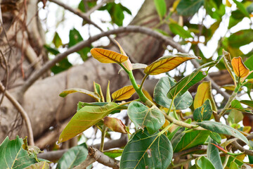 Banyan fruit, Ficus benghalensis, commonly known as the banyan, banyan fig and indian banyan, is a tree native to the Indian subcontinent.