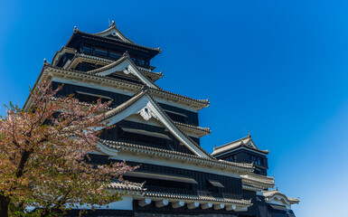 熊本城：復旧された天守閣と桜
