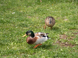 草原の上を歩く鴨