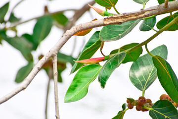 Banyan fruit, Ficus benghalensis, commonly known as the banyan, banyan fig and indian banyan, is a tree native to the Indian subcontinent.