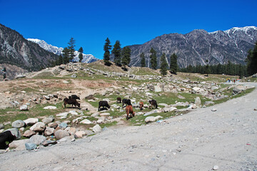 Nature of Kalam valley in Himalayas, Pakistan