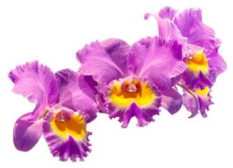 Flower colors are pink, yellow and purple. An orchid of the genus Cattleya. Close-up of isolated beautiful plant.