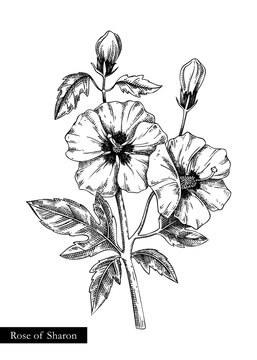 Rose of Sharon  vector illustration. Hand drawn summer flower sketch. Hibiscus drawing isolated on white background. Malva flowering plant. Floral design element in engraved style