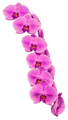 Flower colors are pink, yellow and white. An orchid of the genus Phalaenopsis. Close-up of isolated beautiful plant.