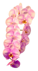Flower colors are pink, yellow and white. An orchid of the genus Phalaenopsis. Close-up of isolated beautiful plant.