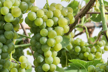 Bunch of yellow grapes in vineyard