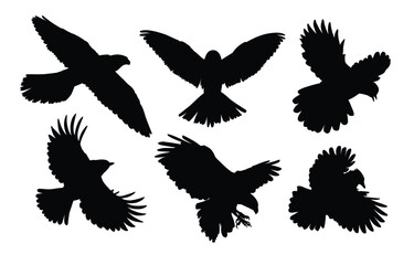 Fototapeta premium The set of silhouettes birds of prey in flight. 