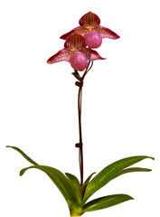 Flower colors are pink, yellow and brown. An orchid of the genus Paphiopedilum. Close-up of isolated beautiful plant.