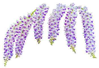Flower colors are purple and white. An orchid of the genus Rhynchostylis. Close-up of isolated beautiful plant.