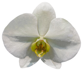 Flower colors are white, yellow and brown. An orchid of the genus Phalaenopsis. Close-up of isolated beautiful plant.