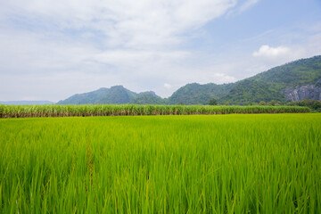 Green fields and mountains