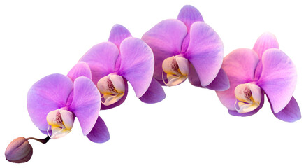 Flower colors are pink, purple and white. An orchid of the genus Phalaenopsis. Close-up of isolated...