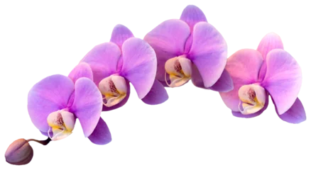 Fototapeten Flower colors are pink, purple and white. An orchid of the genus Phalaenopsis. Close-up of isolated beautiful plant. © twabian