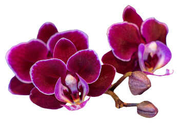 Flower colors are red, purple and white. An orchid of the genus Phalaenopsis. Close-up of isolated beautiful plant.