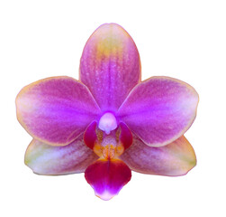 Flower colors are pink, purple and yellow. An orchid of the genus Phalaenopsis. Close-up of isolated beautiful plant.