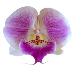 Flower colors are purple, white and yellow. An orchid of the genus Phalaenopsis. Close-up of isolated beautiful plant.