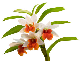 Flower colors are orange, white and yellow. An orchid of the genus Dendrobium. Close-up of isolated beautiful plant.