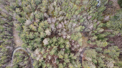 Spring in forest aerial top view. Mixed forest, green deciduous trees. Soft light in countryside woodland or park. Drone shoot above colorful green texture in nature.