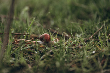 Snail in green grass after rain