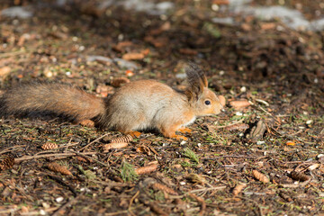 Naklejka na ściany i meble squirrel on a sunny day in spring