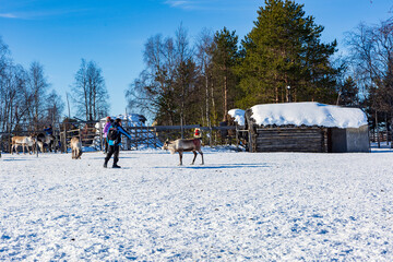 Sami village in Kiruna in Sweden. Lapland with reindeer and huts - obrazy, fototapety, plakaty