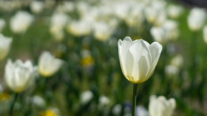 beautiful blooming tulips on a beautiful spring day