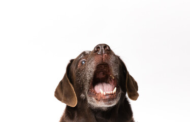 labrador dog hilariously opens his mouth which looks like he is surprised or laughing out loud