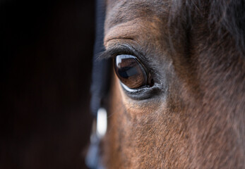 detail horse head eye and part of the head of a bay mare