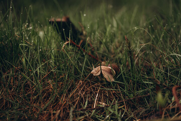 Snail in green grass after rain