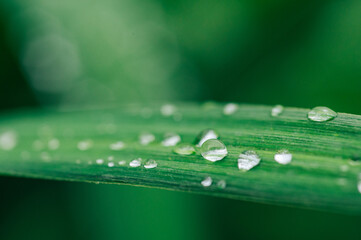 Beautiful large drops of fresh morning dew in juicy green grass macro. 