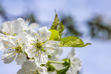 Blossoming cherry branch against blue sky