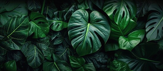 Group background of dark green tropical leaves. Panoramic background. Generative AI illustration.