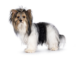 Adorable young adult Biewer Yorkshire Terrier dog, standing side ways. Looking towards camera. Isolated on a white background.