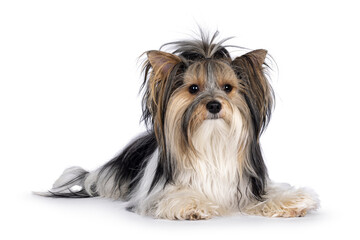 Adorable young adult Biewer Yorkshire Terrier dog, laying down facing front. Looking towards camera. Isolated on a white background.