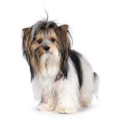 Adorable young adult Biewer Yorkshire Terrier dog, standing facing front. Looking towards camera....