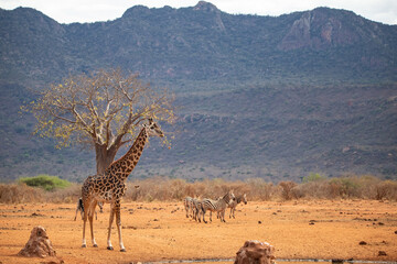 Giraffidae, Giraffa camelopardalis. Giraffe, in the savannah, taken on safari in Tsavo National Park, Kenya. Beautiful landscape