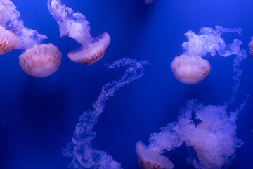 Obraz premium Jellyfish swimming Medusas nadando 