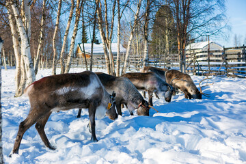 Villaggio Sami a Kiruna in Svezia. La Lapponia con le renne e capanne