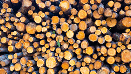 Logs as a background. Texture of natural wood. Natural texture. Large resolution photo for the design.