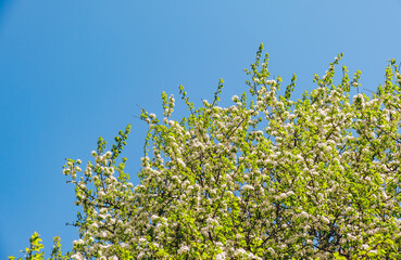 White flowers of blossoming apple tree. Close-up. Springtime. Blooming orchard. April and May. Garden plant. Beauty of nature. Garden details. Healthy fruit branch. Sunny weather. Blurred background