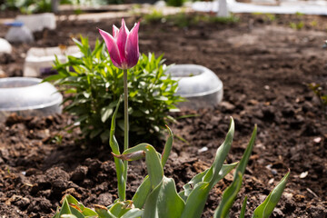 Recycling concept. Reuse of plastic bottle