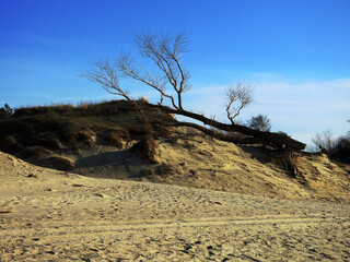 dead tree in the dunes
