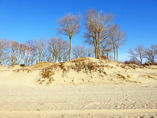 trees in the dunes