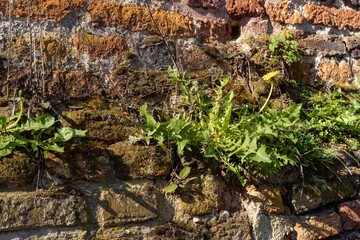 dandelion at a brick wall