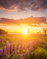 Sunrise on a field covered with flowering lupines in spring or early summer season with fog, cloudy...