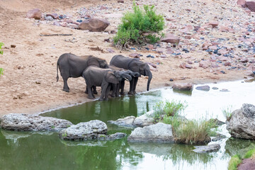 Elephants drinking water in Kruger NP