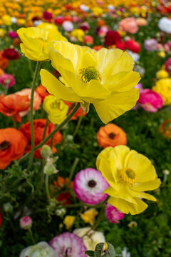 Yellow flowers of garden cultivated buttercups close-up on a floral blurred background