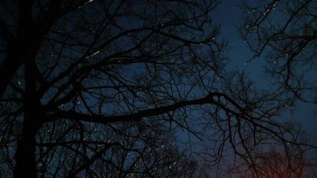Dark forest at night. Dark forest background.