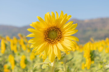 Yellow Sunflower blooming field natural background