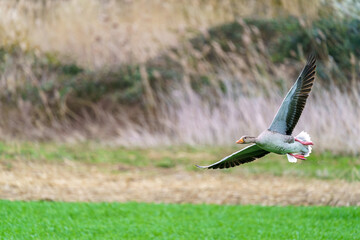 the greylag goose, Anser anser, in flight, Germany